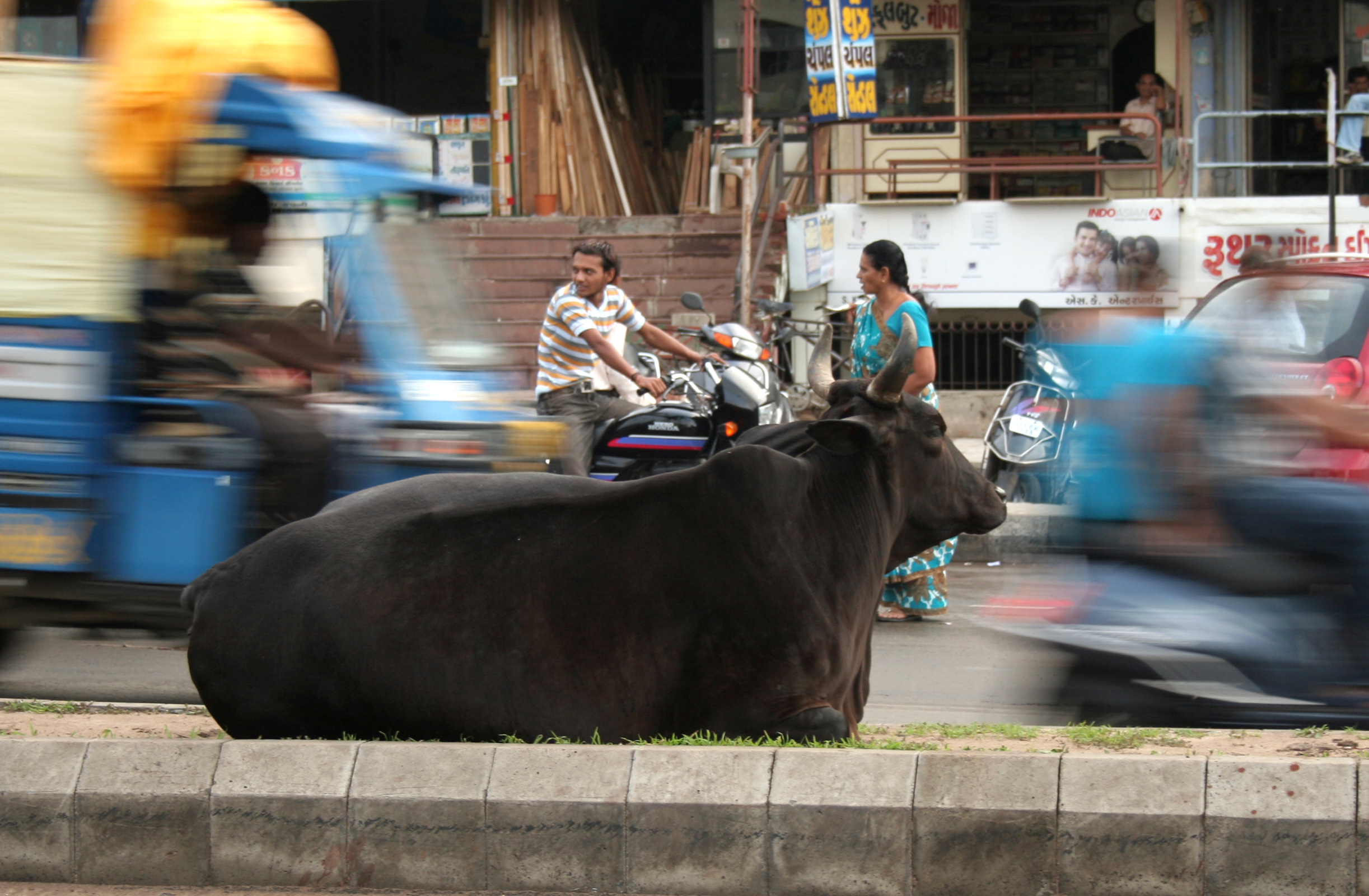 Kuh im Verkehr, Ahmedabad