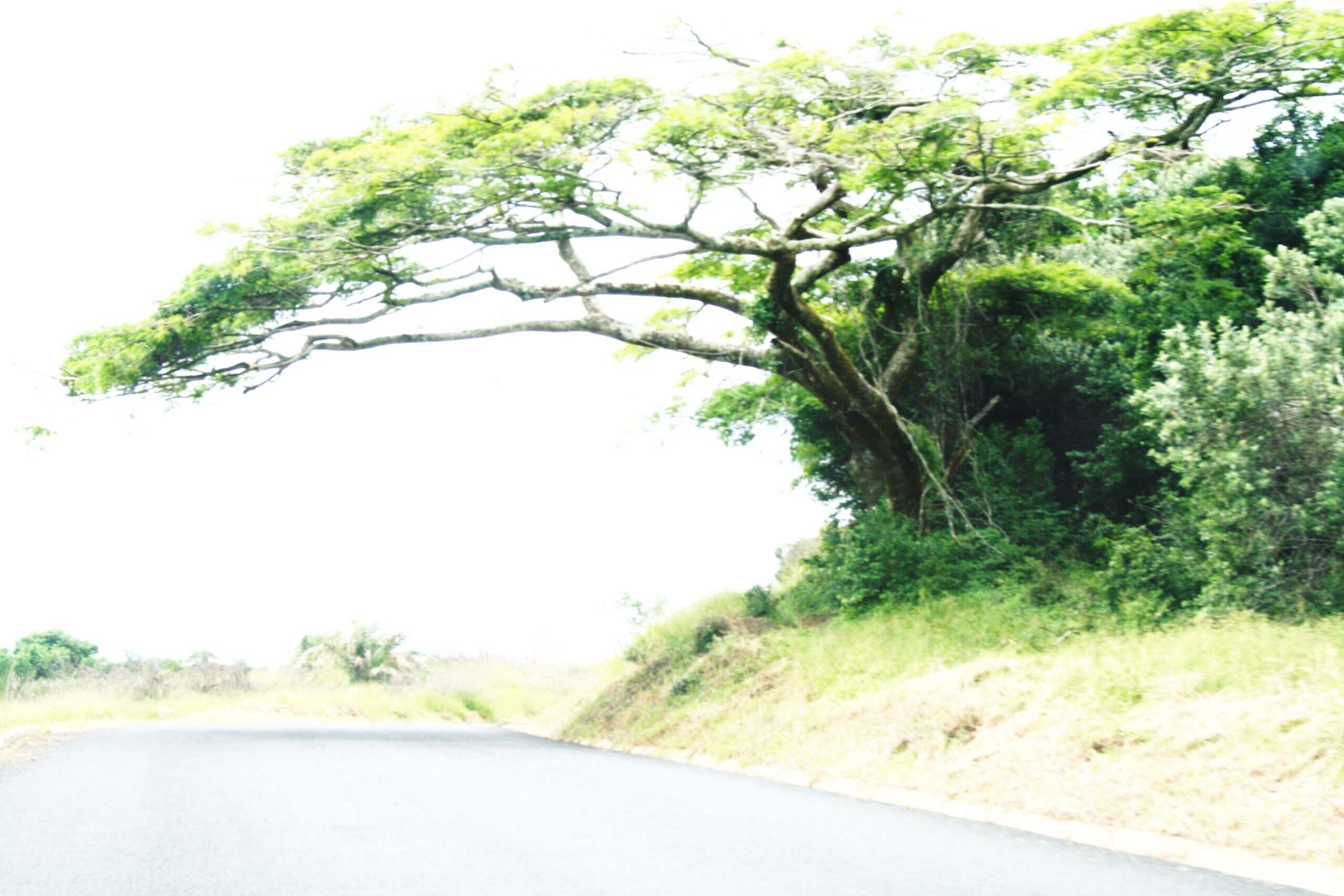 Naturphilosophie — Baumkrone als Inspiration für Architektur